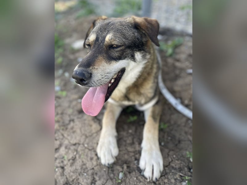 Verschmuster Duke sehnt sich nach Liebe!