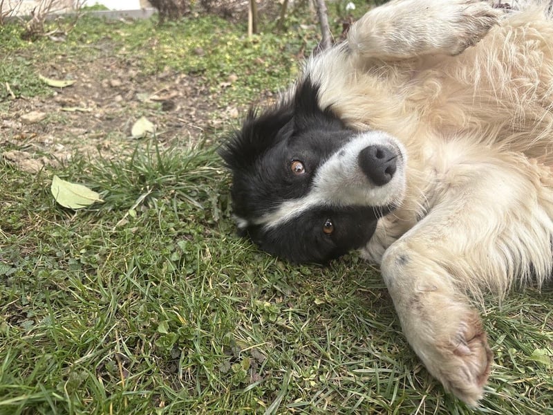 Liebe Tessa sucht ein Zuhause mit Mama Ria (D/ LUX/ CH)