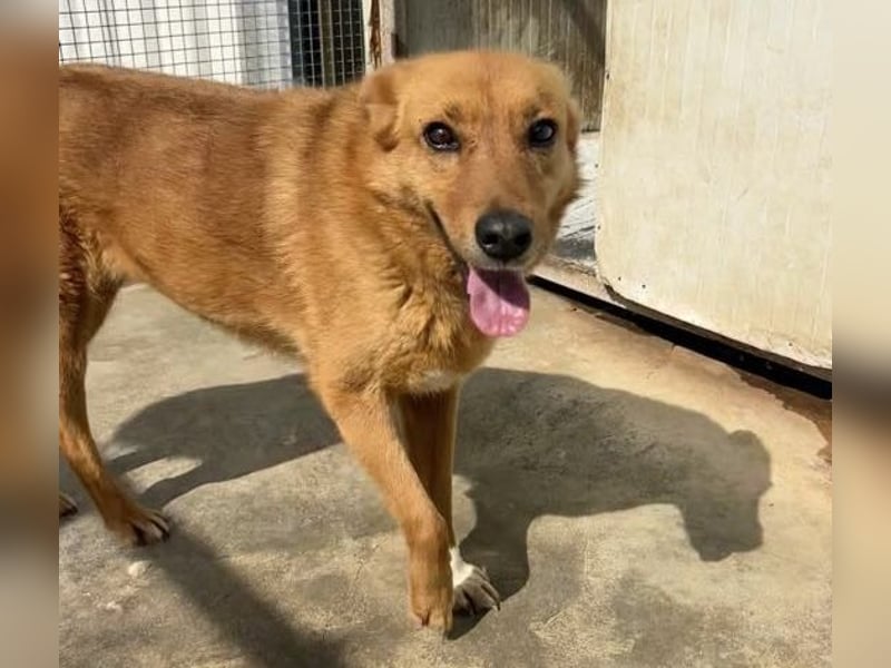 Sienna - schöne Hündin mit viel Potenzial sucht Zuhause (D/ CH/ LUX)