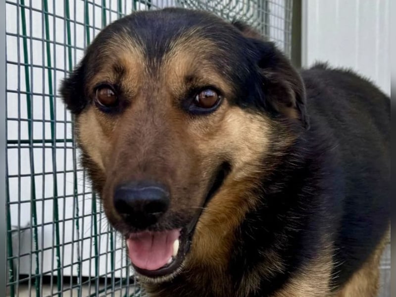 Raya - wartet seit 8 Jahren im Tierheim 