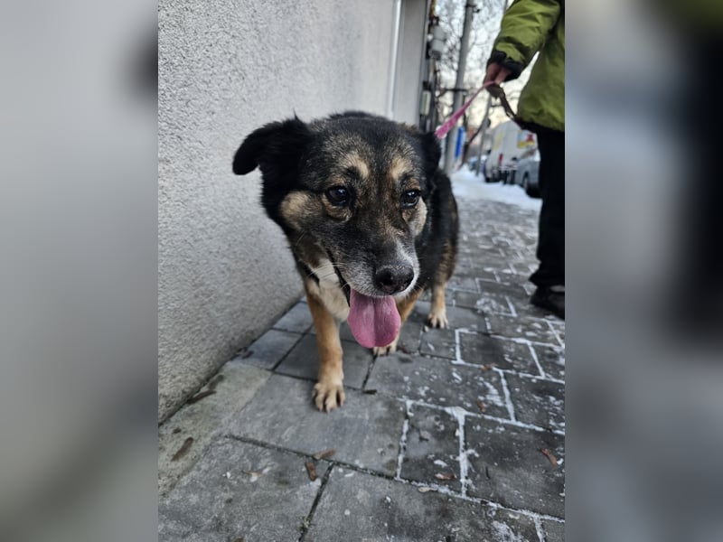 Kiruna sucht endlich ihr Körbchen