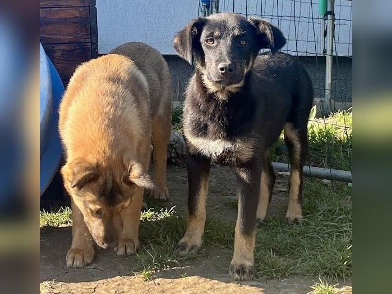 Welpe Leia - kennt Hunde, Katzen, Kinder (Vermittlung D/ LUX/ CH)