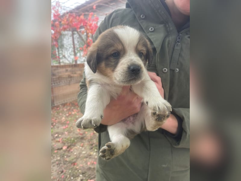 Nuggets - Kleiner Entdecker