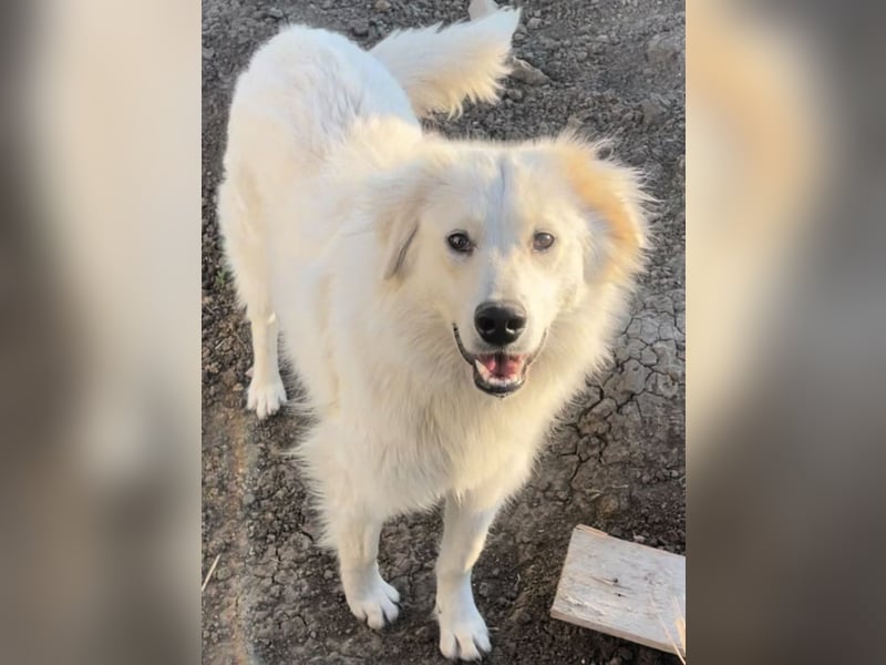 Anouk - scheu, super verträglich mit anderen Hunden