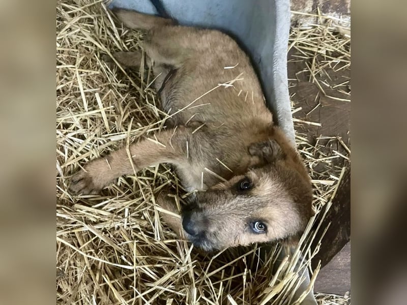 Bluey - auf der Suche nach seiner Familie