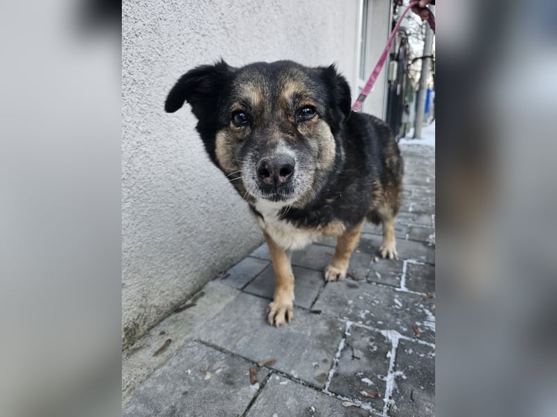 Kiruna sucht endlich ihr Körbchen