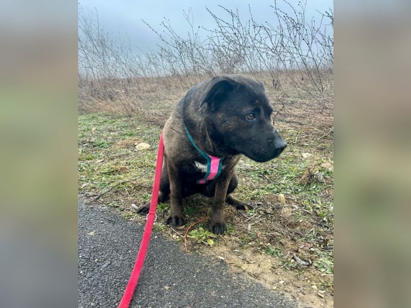 Paula - verschmuster Cane Corso-Mix