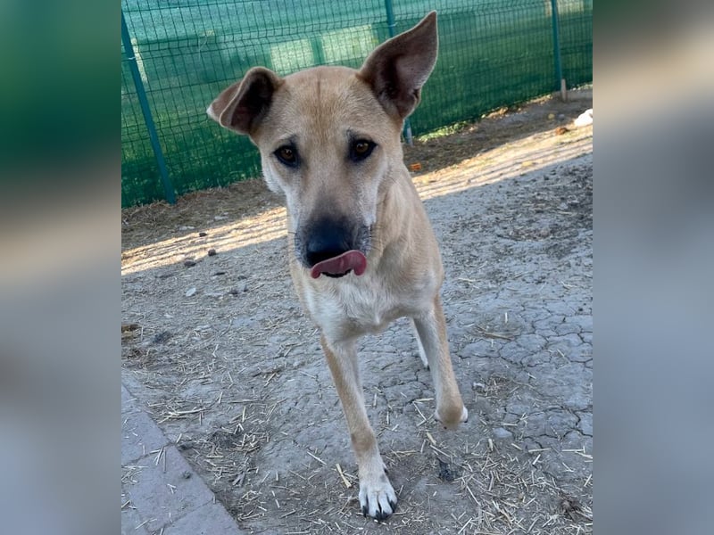 Leni - sehr lieb + sanft