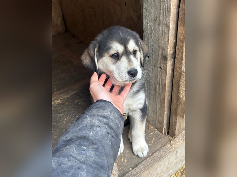 Lucy - liebe, aufgeschlossene, lernfreudige Maus