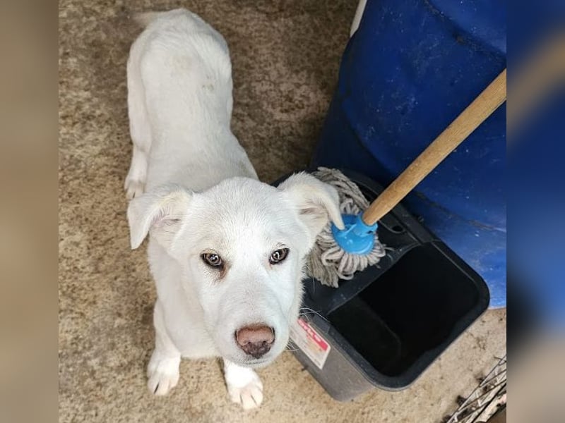 Welpenmädchen Kerry sucht Familie