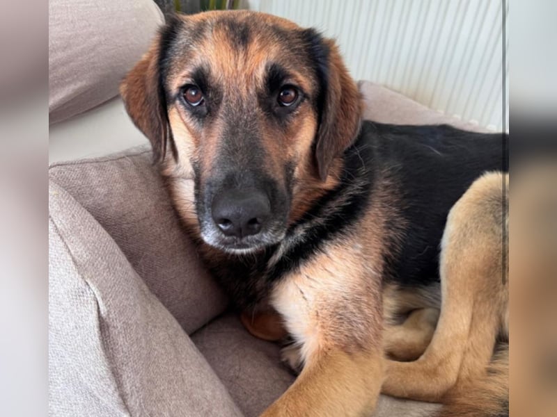 Lieber Schäfi-Mix Loki in 60437 Frankfurt