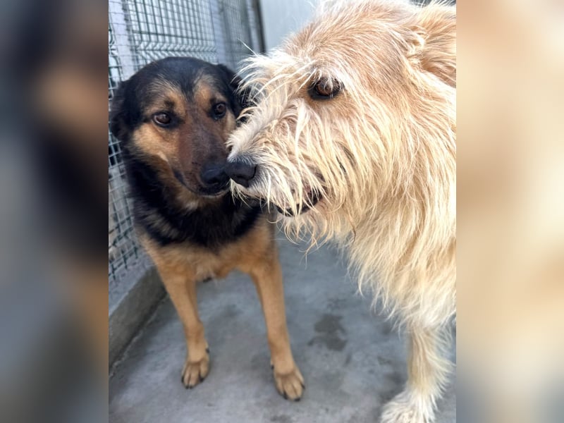 Kuschelmaus Raya - auf PS in Bayern (86576)
