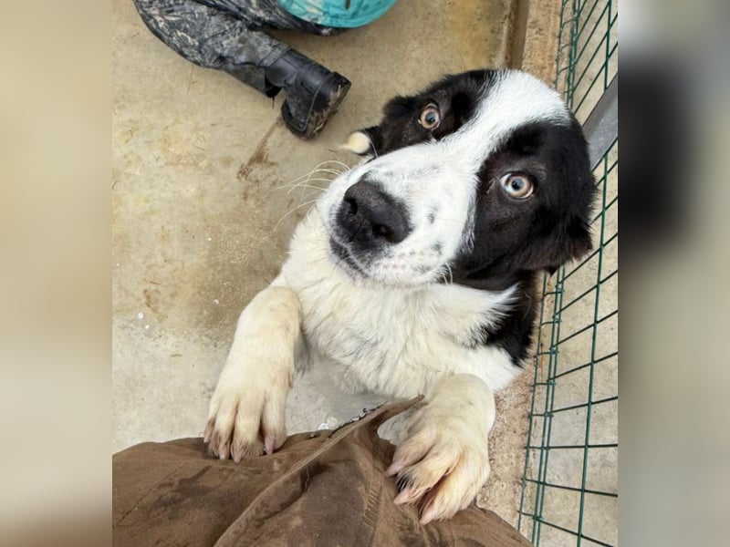 Cassie - freundlich, sanft, liebevoll, verspielt