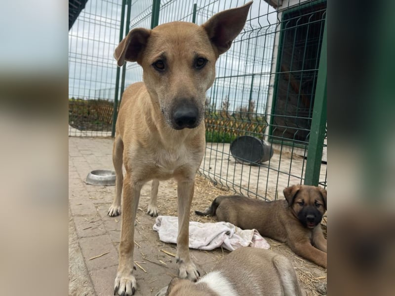 Leni - sehr lieb + sanft