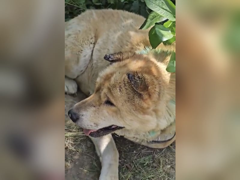 SOS Notfall Max sucht dringend Pflege- oder Endstelle