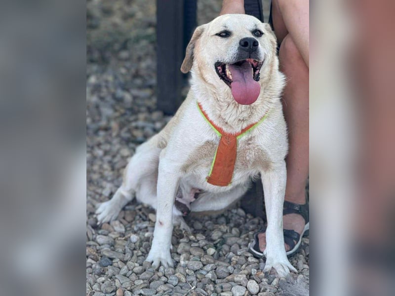 Max - seeehr verschmust u. lieb!