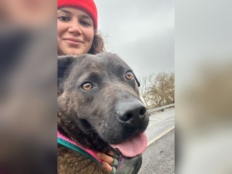 Paula - verschmuster Cane Corso-Mix