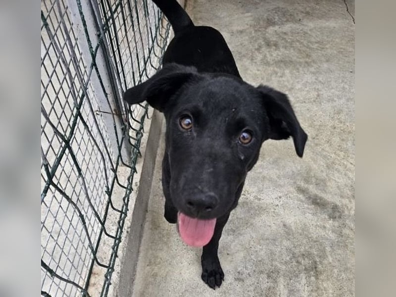 Welpe Blacky - wer gibt einem schwarzen Welpen eine Chance?