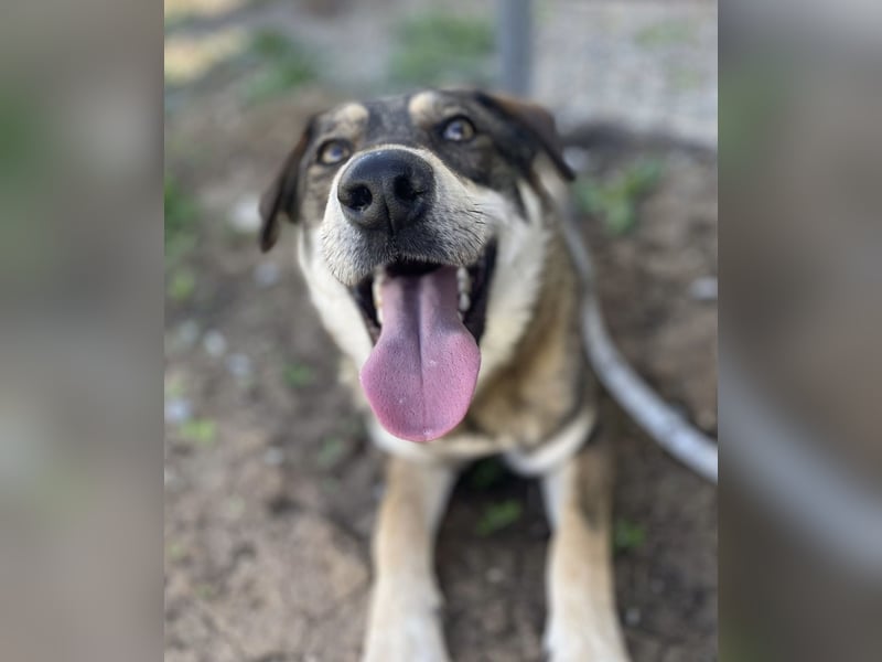 Verschmuster Duke sehnt sich nach Liebe!