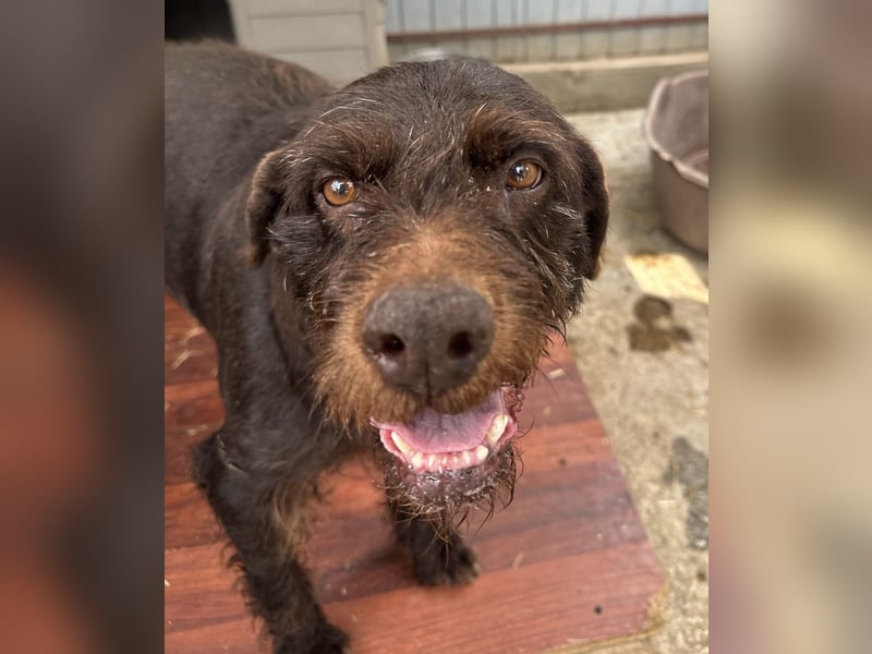 Brownie - liebevolle Seniorin sucht Gnadenplatz