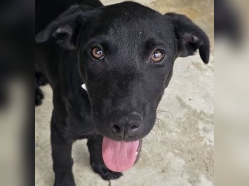 Welpe Blacky - wer gibt einem schwarzen Welpen eine Chance?