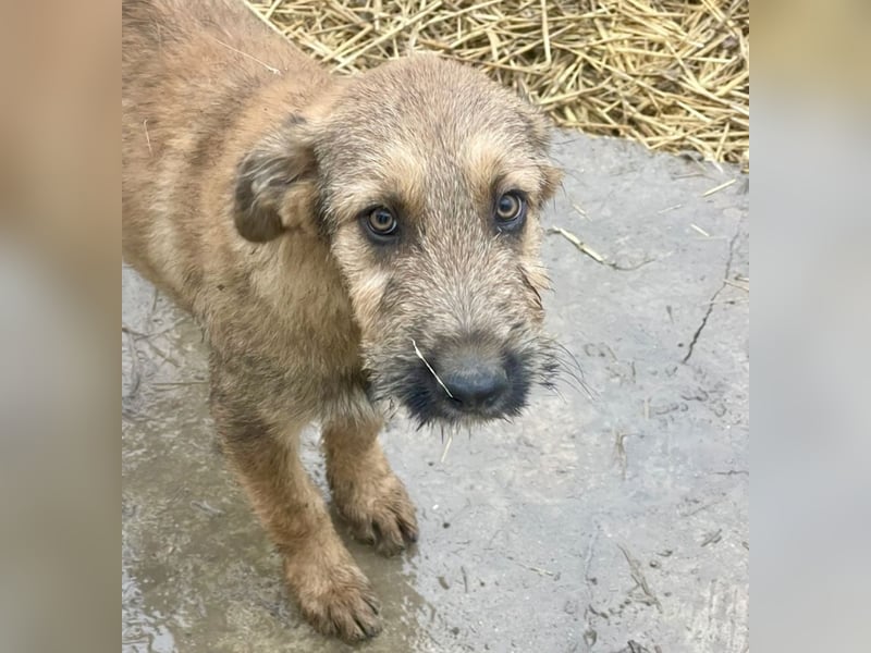 Bluey - auf der Suche nach seiner Familie