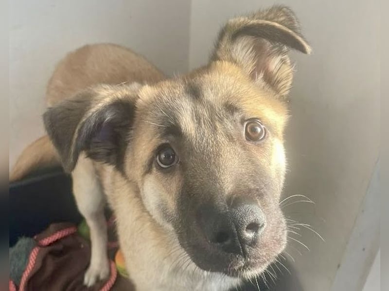 Welpe Samir - angefahren und zurückgelassen