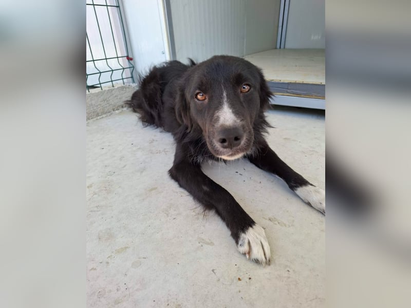 Woody - lieb und anschmiegsam