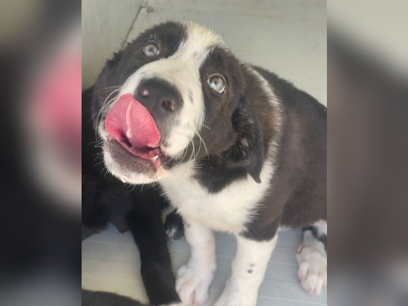 Cassie - freundlich, sanft, liebevoll, verspielt