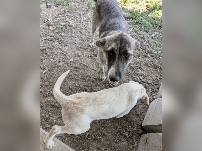 Zoë - freundliche, ehemalige Straßenhündin auf der Suche nach dem Glück