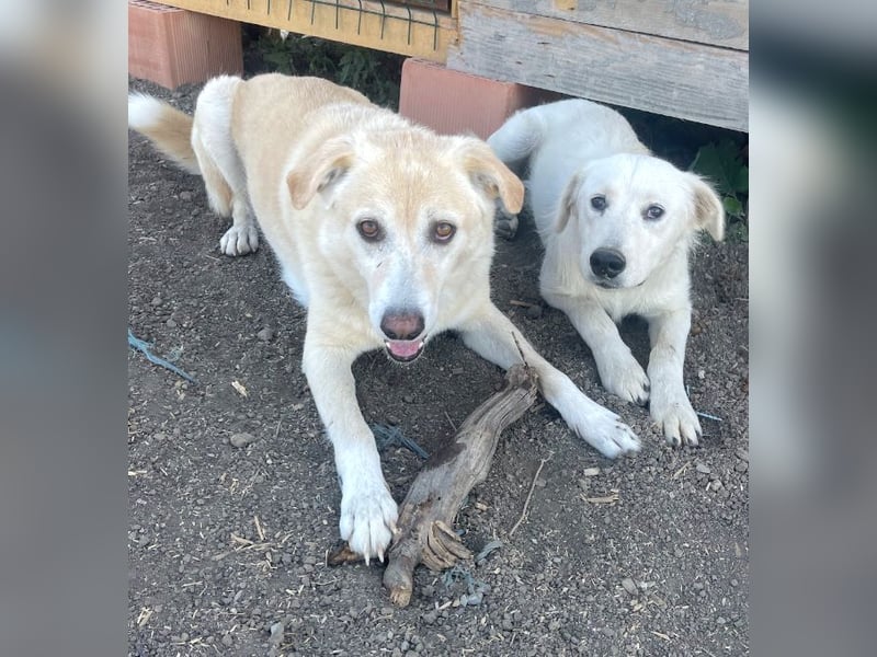Anouk - scheu, super verträglich mit anderen Hunden