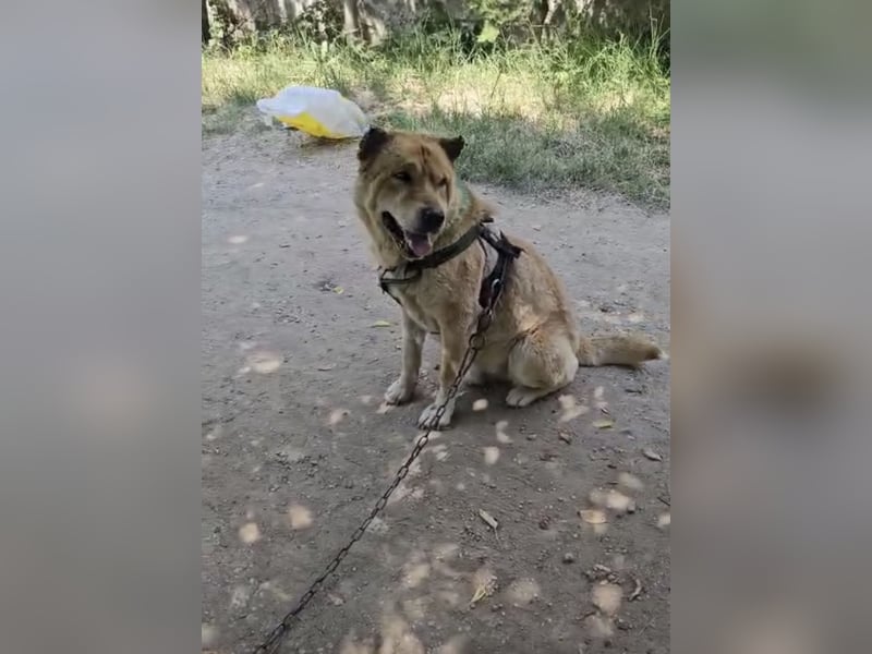 SOS Notfall Max sucht dringend Pflege- oder Endstelle