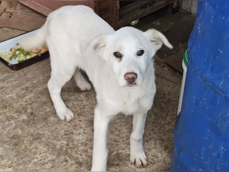 Welpenmädchen Kerry sucht Familie