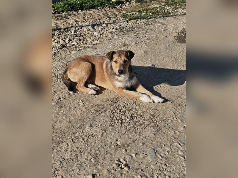 Unglaublich lieber, sanfter Straßenhund Brownie sucht Zuhause