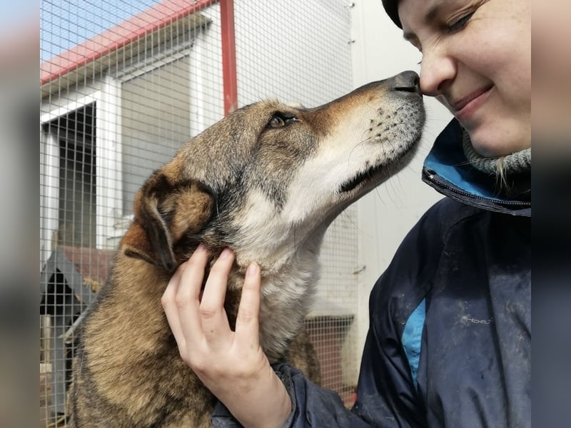 Verschmuster Duke sehnt sich nach Liebe!