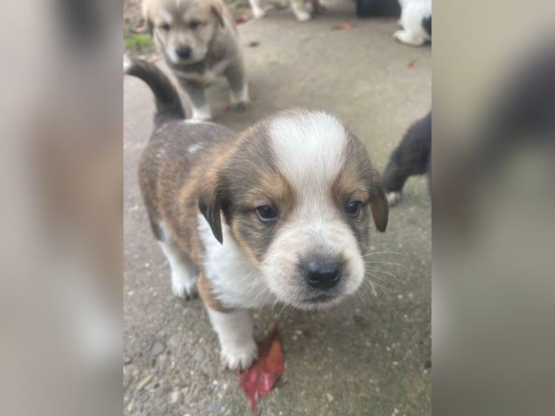 Nuggets - Kleiner Entdecker