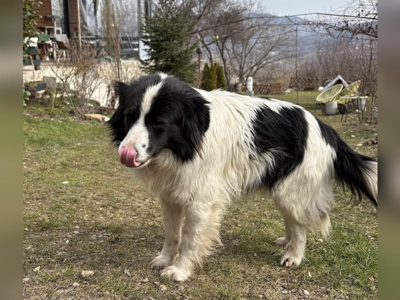 Liebe Tessa sucht ein Zuhause mit Mama Ria (D/ LUX/ CH)
