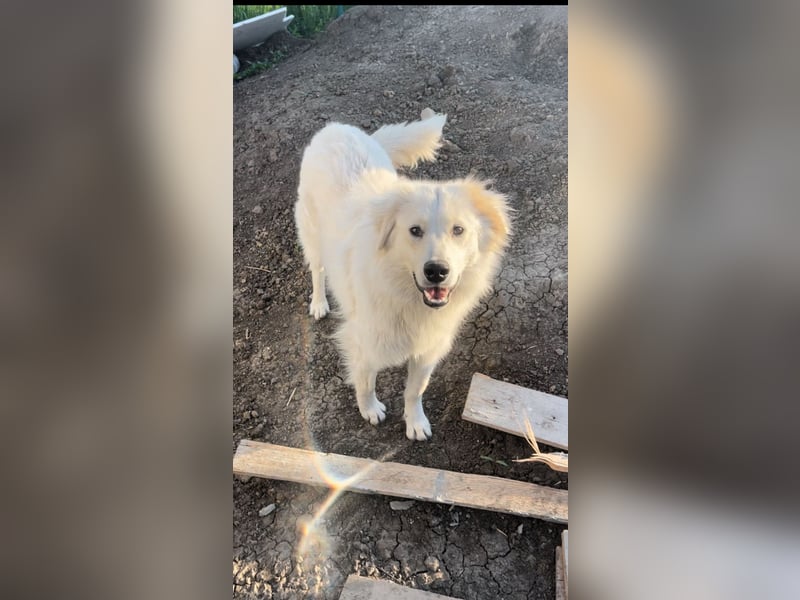 Anouk - scheu, super verträglich mit anderen Hunden