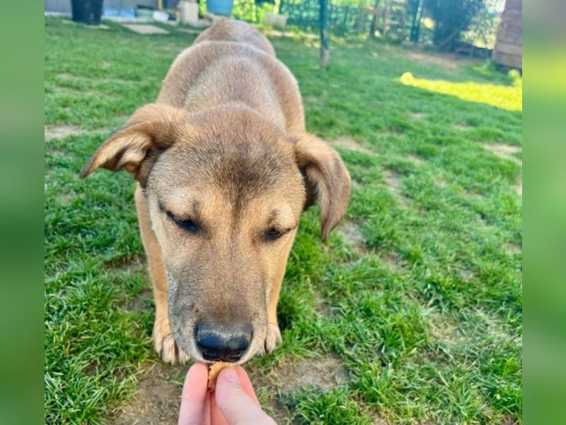 Welpe Leo - mag Katzen, Hunde und Kinder