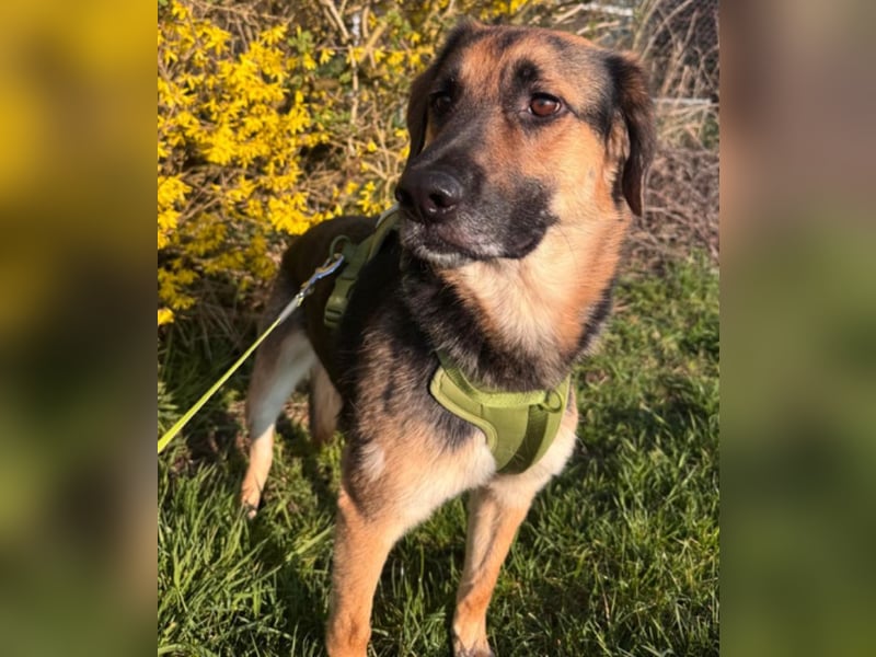 Lieber Schäfi-Mix Loki in 60437 Frankfurt