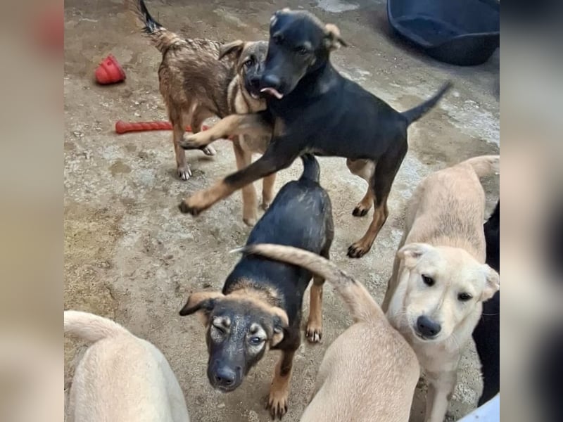 Welpenmädchen Nairobi wünscht sich eine Familie