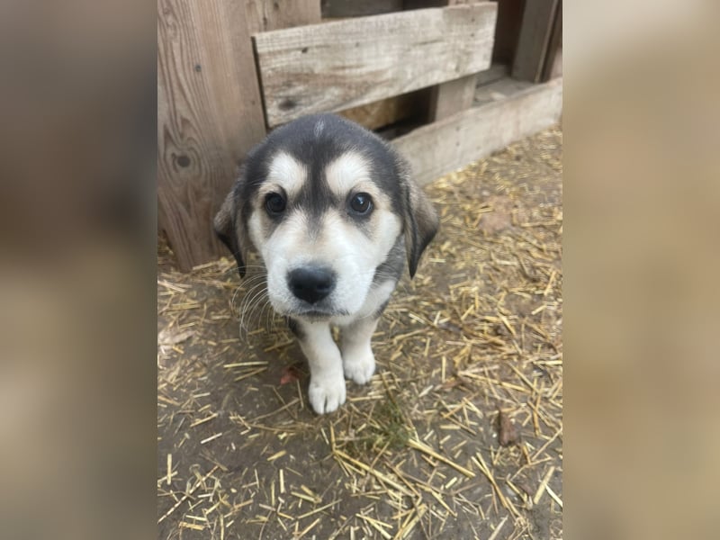Lucy - liebe, aufgeschlossene, lernfreudige Maus