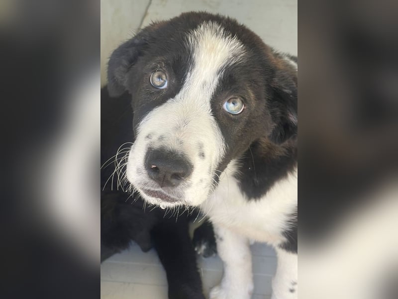 Cassie - freundlich, sanft, liebevoll, verspielt