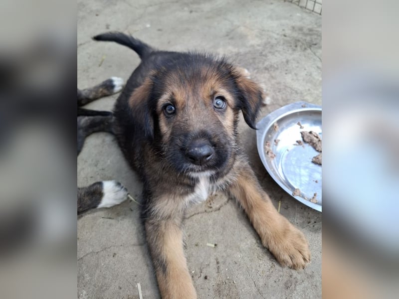 Bluey - auf der Suche nach seiner Familie