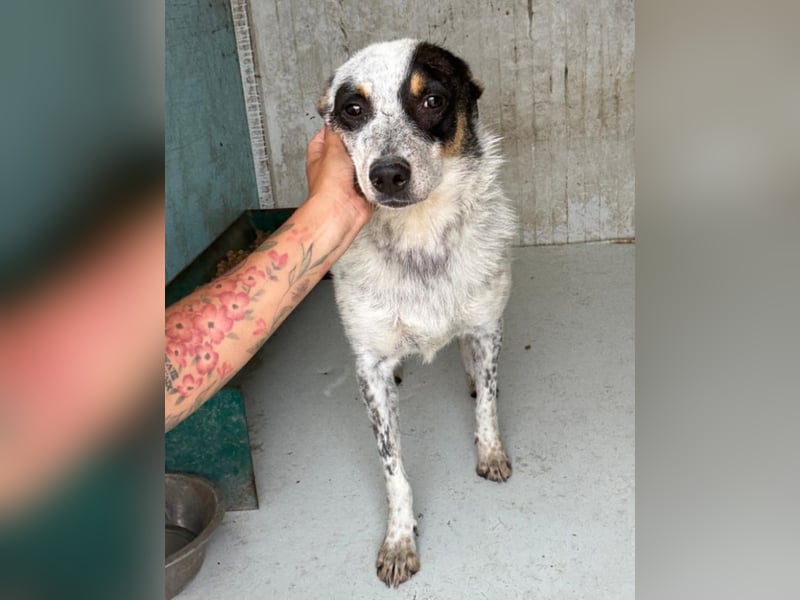 Rasty - schüchterner, 3-jähriger, lieber Rüde sucht ruhiges Zuhause