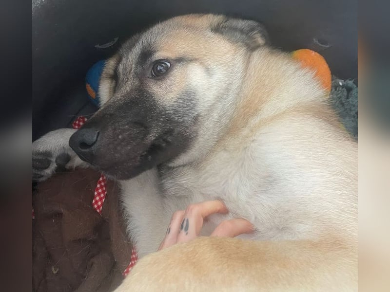 Welpe Samir - angefahren und zurückgelassen