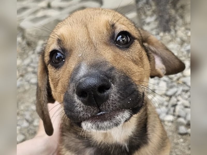 Welpenbub Puck sucht Familie (D-bundesweit/CH/LUX)