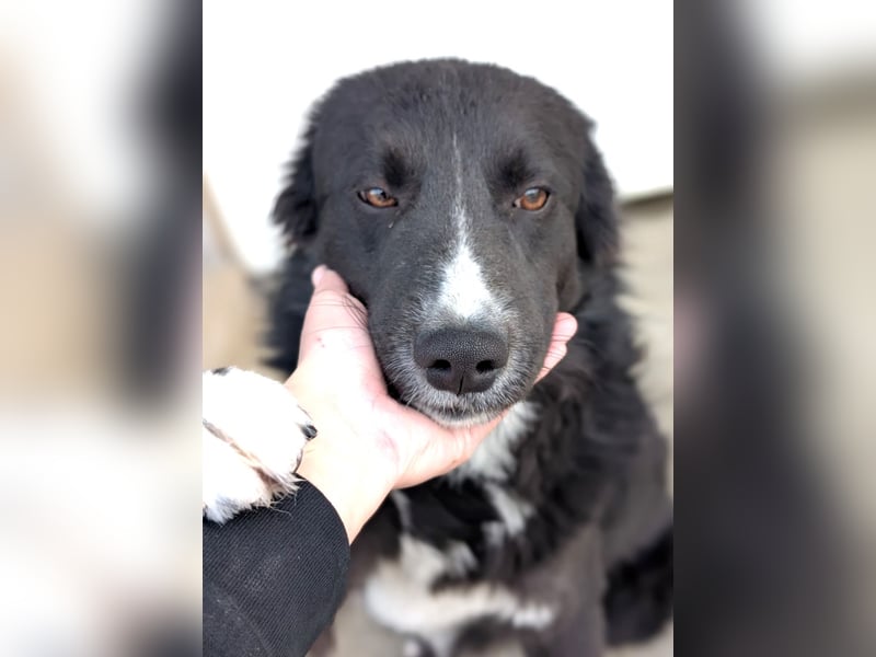 Woody - lieb und anschmiegsam