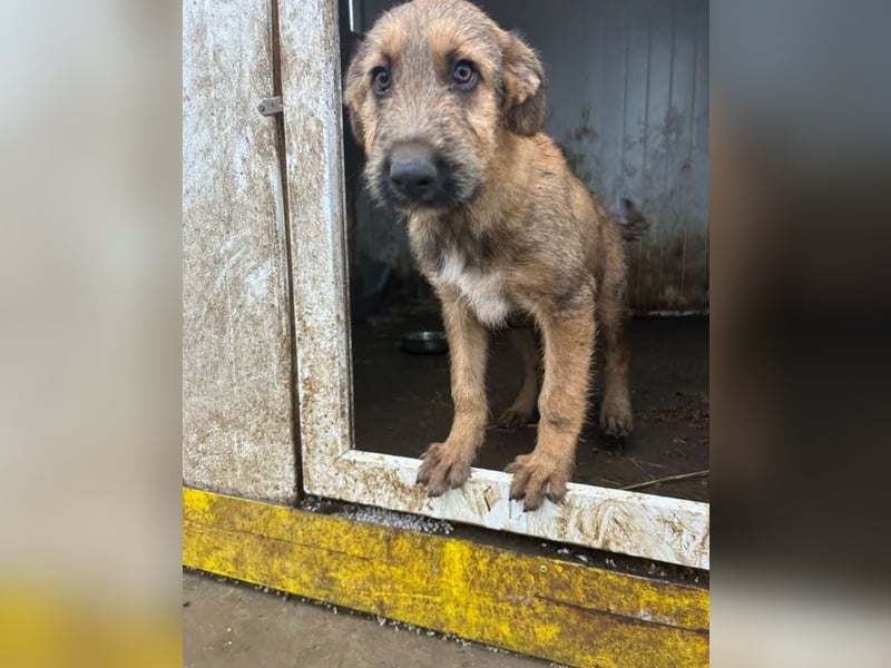 Bluey - auf der Suche nach seiner Familie