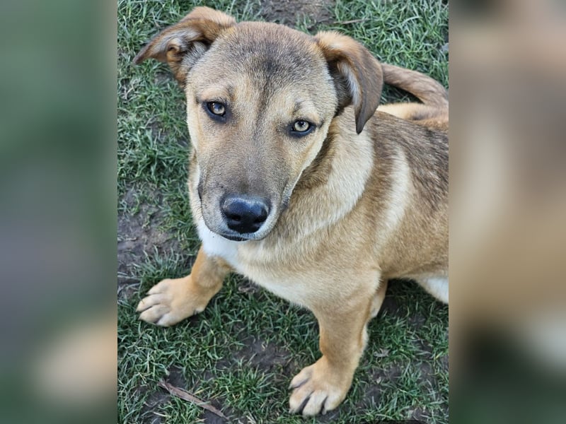 Welpe Leo - mag Katzen, Hunde und Kinder